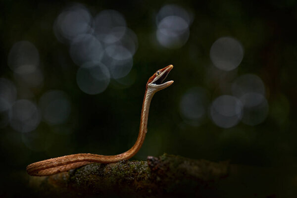 Costa Rica Bootlace Wildlife Oxybelis Koehleri Khler Vine Snake Viper Stock Picture