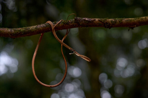 Oxybelis Koehleri Khler Vine Snake Viper Looks Shoelace Slim Slader Stock Image