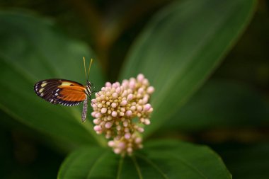 Heliconius numata, Numata longwing, butterfly Costa Rica, courtship mating fly. Insect on flower bloom in the nature habitat.  Wildlife nature. Tropic butterfly in jungle forest, longwing flight. clipart