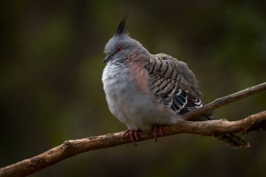 İbikli güvercin, osipofotograflar, Avustralya 'daki doğa ormanı habitatında dalda oturan gri kuş. Armalı güvercin, pembe surat. Avustralya 'da vahşi yaşam.