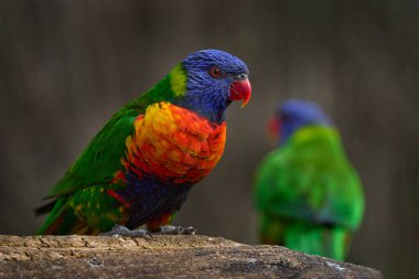 Vahşi yaşam, Avustralya 'dan gelen kuşlar. Papağan Gökkuşağı Lorikeets, Trichoglossus haematodus, dalda oturan renkli papağan, doğal ortamdaki hayvan, Avustralya. Ayrıntılı portre güzel