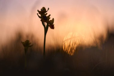 Ophrys lutea, Yellow Ophrys, Orkide, Sicilya, İtalya. Çiçekli Avrupa karasal vahşi orkidesi, doğa habitatı. Avrupa 'dan gelen bahar günbatımının güzel detayları. Yeşil çayır üzerinde yabani çiçek.