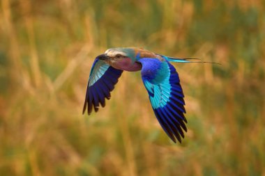 Afrika kuşu uçar. Leylak göğüslü rulo, Coracias caudatus, mavi gökyüzü ile baş. Pembe ve mavi hayvan. Akşamları ağaçtaki kuşla birlikte. Güzel Afrika kuşu, yakın plan portre. Ayrıntılı portre.