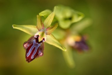 Ophrys atrata orkidesi, Sicilya, İtalya. Çiçekli Avrupa karasal vahşi orkidesi, doğa habitatı. Avrupa 'dan gelen bahar günbatımının güzel detayları. Yeşil çayır üzerinde yabani çiçek.