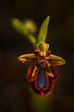 Ophrys spekulum, Mirror orkidesi, Sicilya, İtalya. Çiçekli Avrupa karasal vahşi orkidesi, doğa habitatı. Avrupa 'dan gelen bahar günbatımının güzel detayları. Yeşil çayır üzerinde yabani çiçek.