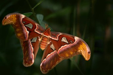 Dev Atlas Moth-aka, Attacus Atlas yaşam alanı. Kelebek yeşilliğin üzerinde oturuyor doğal ortamında. Tropik ormandaki büyük kelebek, Hindistan yaban hayatı. Gree jonglörlü güzel böcek bitki örtüsü. 