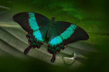 Yeşil zümrüt kırlangıç kelebeği, Papilio palinurus. Doğa habitatında, yeşil yaprakların arasında oturan böcek, Malezya, Asya. Yeşil Orman 'dan Vahşi Yaşam Sahnesi.