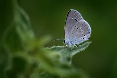Küçük mavi kelebek, Cupido minimus, doğa habitatında teneke böcek, Sumava dağı. Yeşil çiçek izninde oturan kelebek, Çek Cumhuriyeti, doğal yaşam. Ormanın yakınındaki yaz doğası.