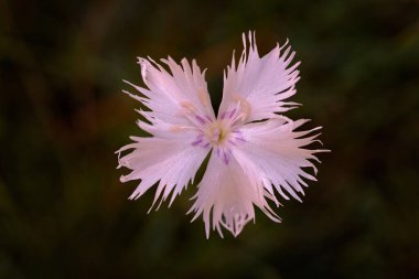 Bohem kum pembesi, Dianthus arenarius bohemicus, Çek Cumhuriyeti 'nin merkezinden yerel çiçek bitkisi. Doğanın doğal ortamında beyaz çiçek açar. Pleistosen 'in endemik türleri kum terasları, çayırlar..