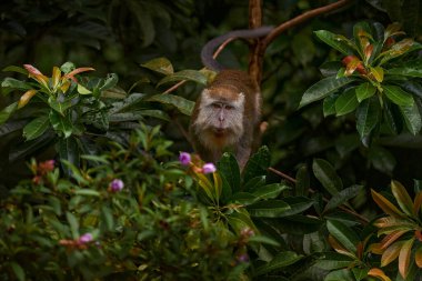 Pembe çiçek açan ağaçtaki vahşi maymun. Macaca fascicularis, uzun kuyruklu macaque, doğal orman habitatı, Bako NP, Malezya Borneo. Makaklar Borneo 'da meyve ve doğa ile beslenir..