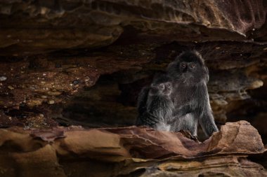 Gümüş yapraklı maymun, Trachypithecus cristatus, Maymun doğada Rock Coast habitatr, Bako NP, Borneo Malezya 'da