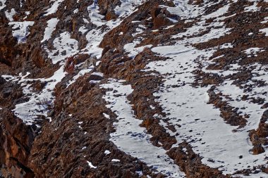 Kar leoparı Panthera uncia kaya habitatında, vahşi yaşam. Kışın, Hindistan 'da Spiti Vadisi' nde, Himalayalar 'da, kayalık kayalık dağ habitatında oturan kar leoparı.. 