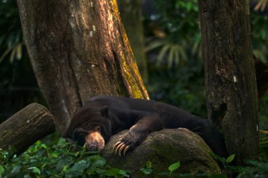 Sun bear sleeping, Helarctos malayanus, beautiful dangerous animal from Asian tropical forest. Portrait of Malayan Sun Bear in the green nature habitat, Sarawak, Malaysia. Wildlife nature. clipart