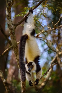 Lemur, yüzünü yakın plan sarı gözlü. Andasibe-Mantadia NP 'den maymun memeli. Siyah-beyaz yakalı lemur, Varecia variegata, Madagaskar adasına özgü nesli tükenmekte olan türler.. 