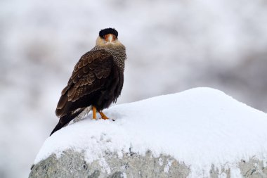 Patagonya kış yaban hayatı. Güney Caracara planküsü, sabah vakti. Taşa dikiş atan yırtıcı kuş. Doğadan vahşi yaşam sahnesi, Güney Amerika, Torres del Paine NP, Şili. Vahşi yaşam, kuş davranışları. Kar yağışıName.