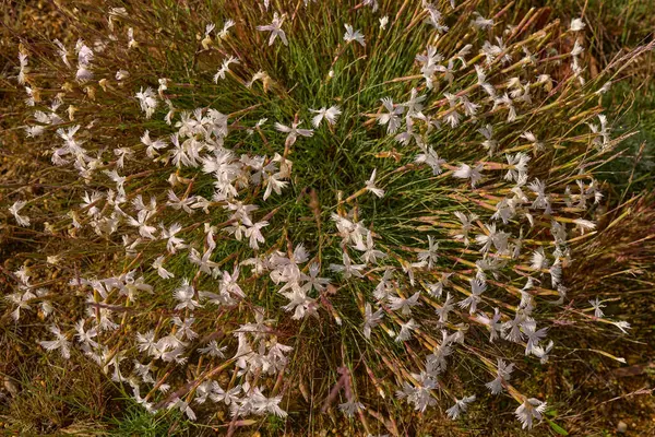 Bohem kum pembesi, Dianthus arenarius subsp. Bohemicus, Çek Cumhuriyeti 'nin merkezinden yerel çiçek bitkisi. Doğanın doğal ortamında beyaz çiçek açar. Pleistosen 'in endemik türleri çakıl kumları terasları, baharda otlaklar.