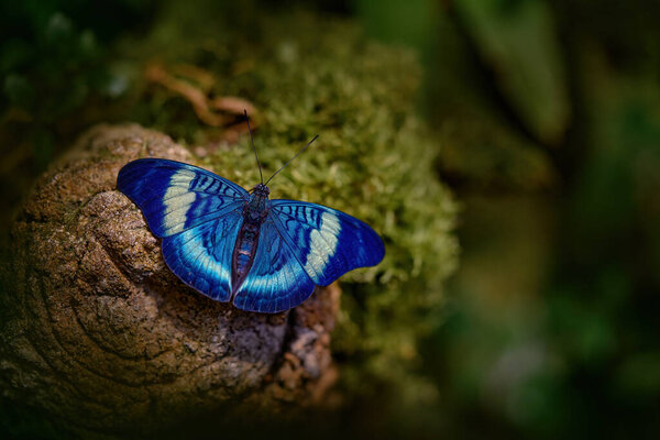 Procilla Beauty Panacea Procilla Blue Butterfly Ecuador Blue Nice Insect Stock Photo