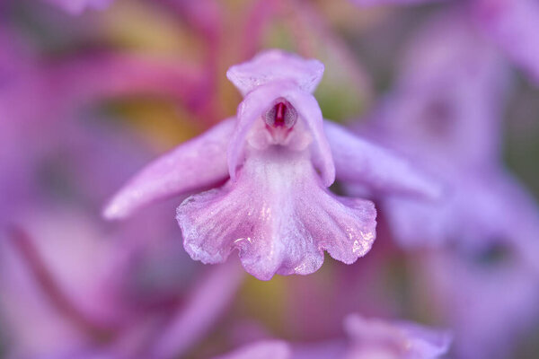 Wild Orchid Pink Detail Flower Boom Nature Gymnadenia Conopsea Common Royalty Free Stock Images