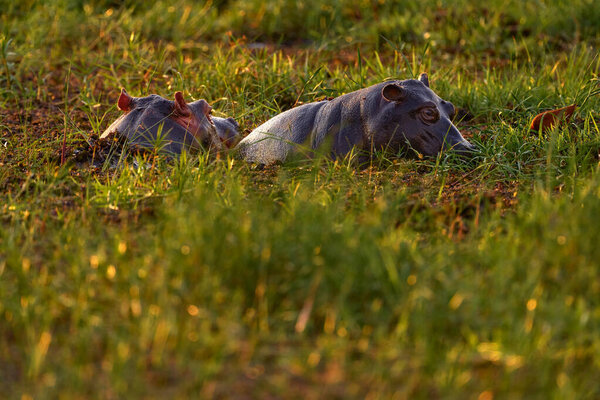 Africa Wildlife Hippo Green Grass Wet Season Sunset African Landscape Royalty Free Stock Photos