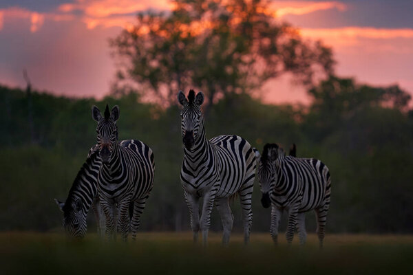 Wildlife Zebra Sunset Orange Red Evening Twilight Sky Meadow Field Stock Picture