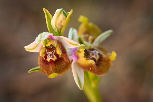 Ophrys Fuciflora Ssp Oxyrrhynchos Late Spider Orchid Sicily Italy Flowering Stock Photo