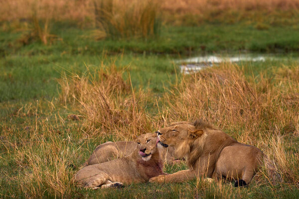 Lion Licking Its Snout Hunting Lions Khwai River Botswana Afica Stock Image