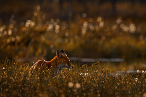 Finland Wildlife Red Fox Vulpes Vulpes Beautiful Animal Green Vegetation Royalty Free Stock Images