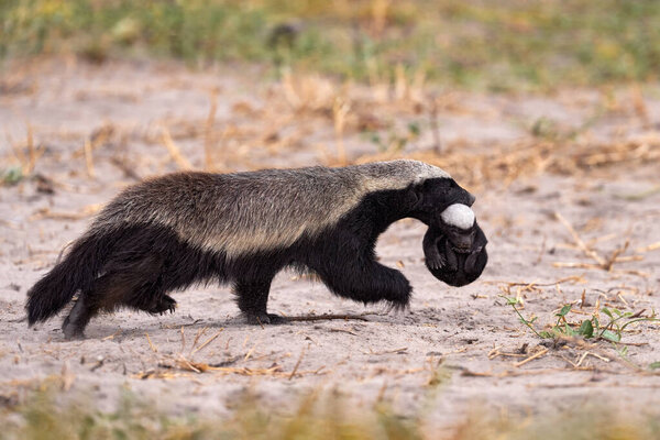 Honey Badger Young Mouth Muzzle Khwai Botswana Animal Family Behavior Royalty Free Stock Photos