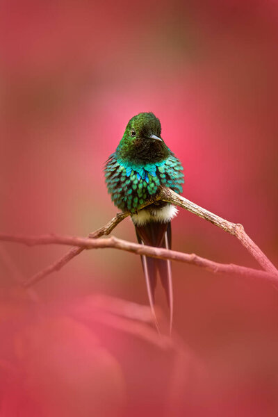 Costa Rica Nature Nice Hummingbird Green Thorn Tail Discosura Conversii Royalty Free Stock Photos