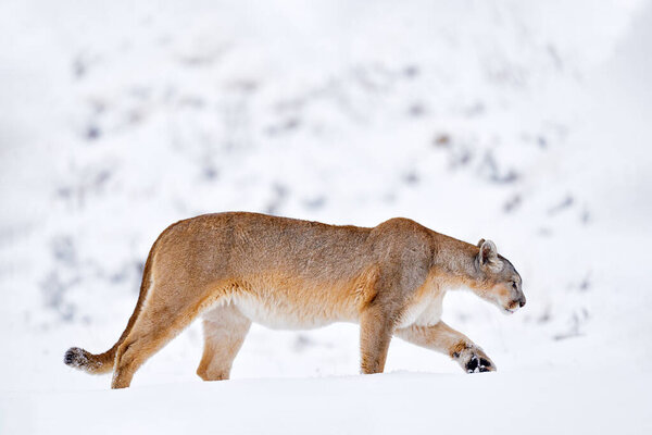 Wild Puma Nature Winter Habitat Snow Torres Del Paine Chile Royalty Free Stock Photos