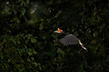 Karanlık tropik ormanda boynuz gagası. Gergedan boynuzu, Buceros gergedanı, turuncu gagalı büyük siyah kuş doğa gorest habitatında. Kinabatangan, Borneo, Malezya. Uçan kuş.