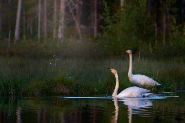 Whooper Swan, Cygnus cygnus, Finlandiya 'nın Kuhmo kentindeki yaz ormanındaki Taiga gölünde büyük beyaz kuş. Piar of swansin the nature habitat. Euurope, vahşi yaşam..