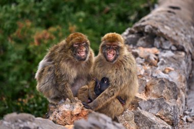 Barbar macaque ailesi, Macaca sylvanus, Cebelitarık 'taki vahşi yavru maymun. Avrupa kıtasında sadece bir maymun türü var. Rock og Cebelitarık 'ın tepesindeki şehir yaban hayatı. Doğadaki hayvanlar..