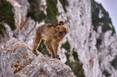 Barbar maymun, Macaca Sylvanus, Cebelitarık 'taki vahşi maymun. Avrupa kıtasındaki tek maymun türü. Rock og Cebelitarık 'ın tepesindeki şehir yaban hayatı. Doğadaki hayvanlar..