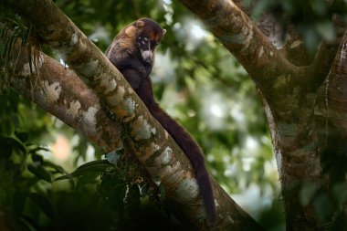 Yaşam alanında koati var. Beyaz burunlu Koati, Nasua naritası, doğal ortamında. Tropikal ormandan gelen bir hayvan. Doğadan vahşi yaşam sahnesi. Sarı çimenli bir hayvan, koyu arkaplan. Kosta Rika vahşi yaşamı.