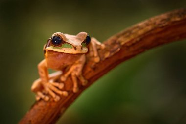 Vahşi yaşam Kosta Rika 'sı, doğa habitatında kurbağa. Maskeli ağaç kurbağası, Smilisca phaeota, Kosta Rika 'dan gelen egzotik yeşil kurbağa, yakın plan portre. Yaprakların üzerinde oturan bir hayvan. Kosta Rika 'dan vahşi yaşam.