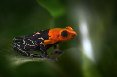 Ranitomeya fantastik Caynarachi, doğanın doğal ortamında kızıl başlı zehirli kurbağa. Peru 'dan Dendrobates kurbağası, Alto Caynarachi. Güzel amfibik yeşil bitki örtüsü, tropik orman.