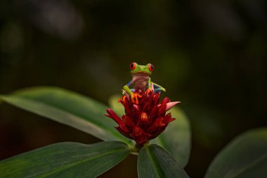 Panama yaban hayatı. Kırmızı gözlü ağaç kurbağası, Agalychnis callidryas, Panama. Tropikal ormandan güzel bir kurbağa. Kırmızı çiçeğin üzerindeki orman hayvanı çiçek açar. Yeşil izin, kırmızı gözlü kurbağa..