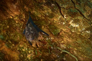 Proboscis bat, Rhynchonycteris naso, Kosta Rika 'daki Braulio Carrillo Np adlı tropik ormandaki ağaç gövdesinde. Ormandaki hayvan. Doğa yaban hayatı. Yarasanın yakın çekim ayrıntıları.