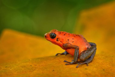 Vahşi yaşam ormanı. Ormanda kırmızı-mavi kurbağa. Kırmızı Çilek zehirli dart kurbağası Dendrobates pumilio, Kosta Rika 'nın doğal ortamında. Zehirli kırmızı kurbağanın yakın plan portresi. Tropik bölgelerde nadir bulunan amfibyumlar. 