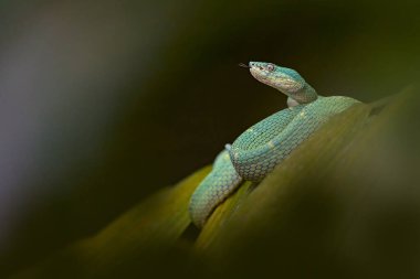 Yılan Bothriechis lateral alis, yeşil palmiye ağacında yeşil çizgili Palm-Pitviper dağı. Karanlık orman tropik ormanında Viper, Kosta Rika 'daki Monteverde Rezervi. Kosta Rika 'da Doğa.