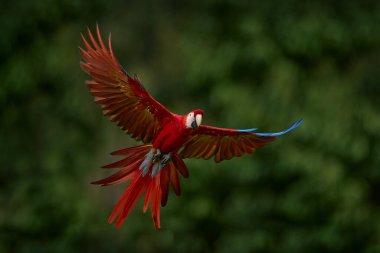 Kırmızı papağan, uçan kuş. Scarlet Macaw, Ara macao, tropikal ormanda, Brezilya 'da, tropikal doğadan vahşi yaşam sahnesi. Koyu yeşil orman geçmişi olan kırmızı kuş uçuyor..