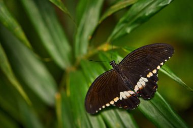 Papilio politleri, yaygın Mormon 'lar, doğal yaşam alanında çiçek açan böceklerdir. İçeri bir kelebek girdi. Vahşi yaşam doğası. Orman önlerinde tropik kelebek. Detayları yakın çekim. Kara Kırlangıç Kelebeği.