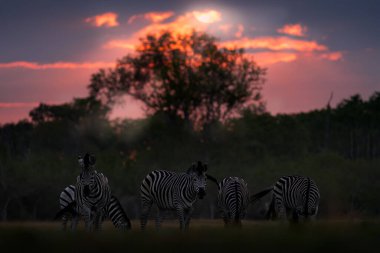 Vahşi yaşam, zebra gün batımı. Afrika 'da Botsvana' da, Khwai nehri ve zebra ile çayırda akşam gökyüzü. Doğada gün batımı, Botswana 'da geniş yaşam. Afrika Seyahati.