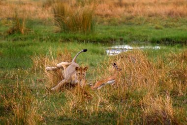 Aslanlar, Khwai nehri, Botswana, Afica. Büyük kedi, İmpala antilobunu doğada, Botsvana doğasında yakalar. Doğadaki hayvan davranışları. Aslan