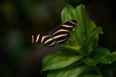 Zebra Longwing, Heliconius charitonius, Beautiful butterfly. Butterfly in nature habitat. Nice insect from Costa Rica. Butterfly in the green forest. Butterfly sitting on the leave from Panama.  clipart