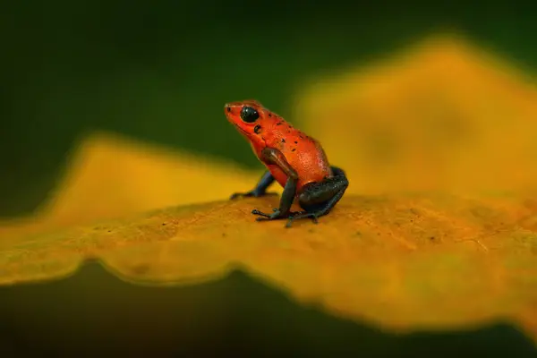 stock image Wildlife jungle. Red-blue Frog in the forest. Red Strawberry poison dart frog, Dendrobates pumilio, in nature habitat, Costa Rica. Close-up portrait of poison red frog. Rare amphibian in tropic. 