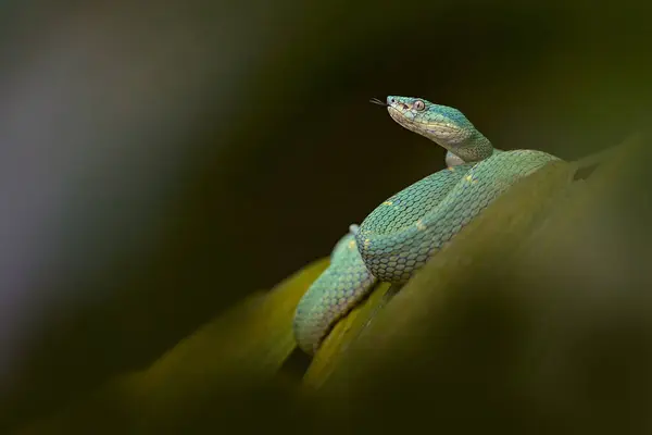 stock image Snake Bothriechis lateralis, Green Side-stripe mountain Palm-Pitviper on the green palm tree. Viper in the dark jungle tropic forest, Monteverde Reserve in Costa Rica. Nature in Costa Rica.