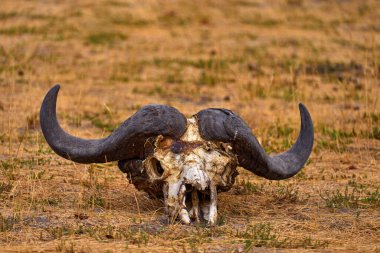 Afrika 'da kurak mevsim, Khwai nehri, Botswna' da Moremi, Afrika 'da vahşi yaşam. Afrika Bizonu, Cyncerus Kafe, nehir kıyısında, Chobe, Botswana. 