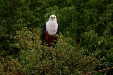 African Fish-eagle, Haliaeetus vocifer, brown bird with white head. Eagle sitting on the top of the tree. Wildlife scene from African nature, Okavango delta, Botswana, Africa.  clipart